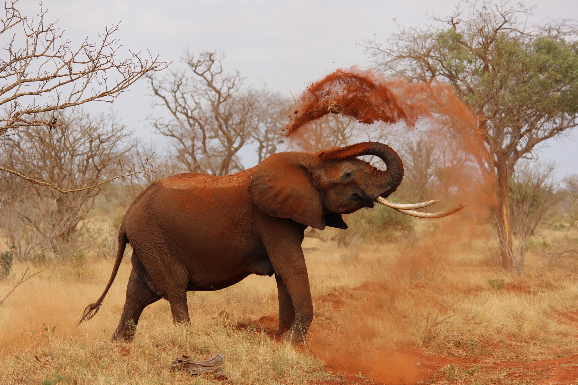 elephant-111695