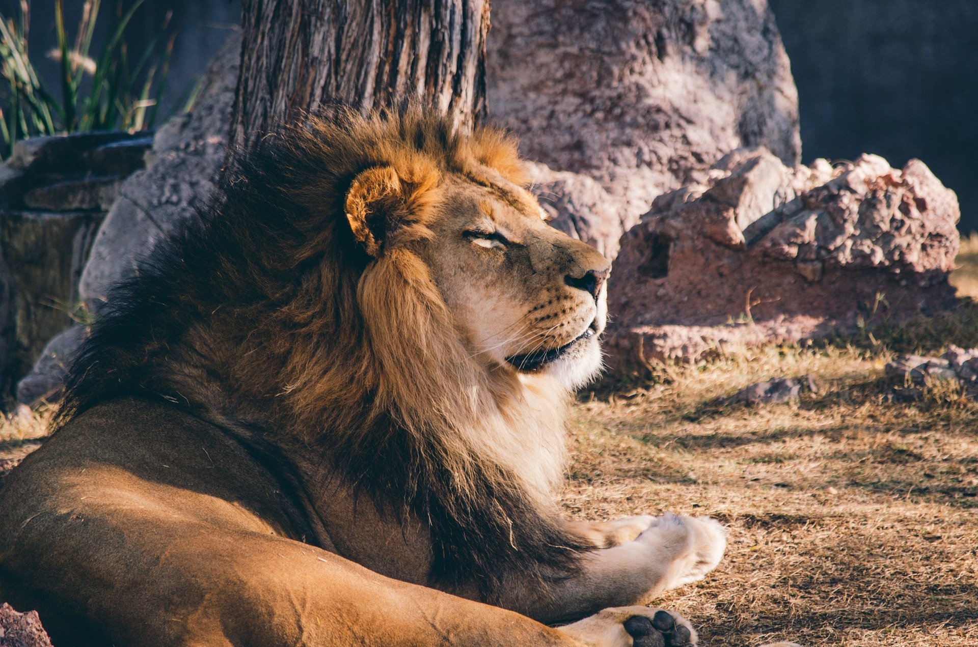 lion-1246678_1920