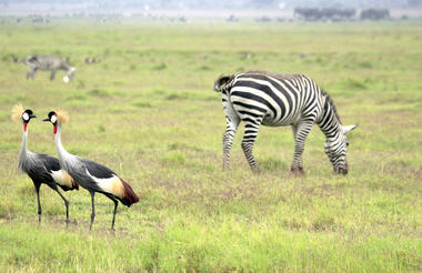 amboseli_national_park-istock-639173392