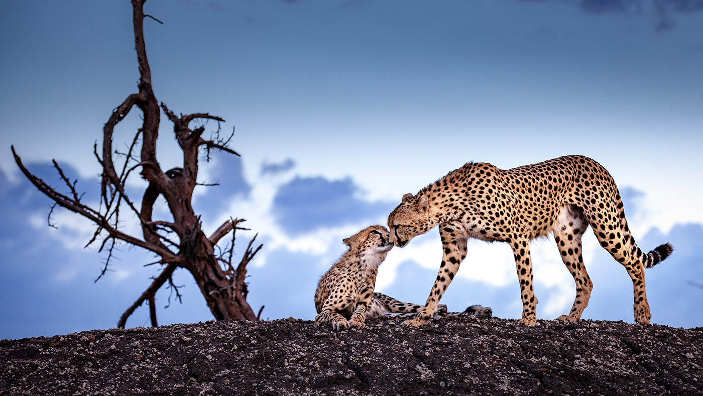 big-cats
