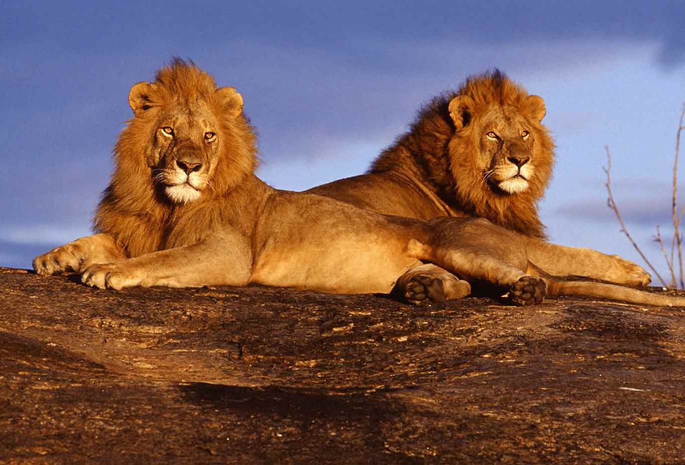 3-Days-Tsavo-West-and-Tsavo-East-National-Park-from-Mombasa