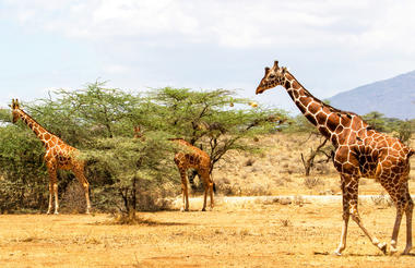samburu_national_reserve_-henk_bogaard-_istock-12241312141